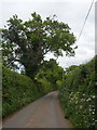 Minor road, to Dawlish in EX6 8HP