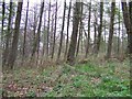The woods at the west side of Calderglen Country Park in G75 0TD