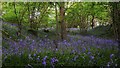 Bluebells in copse north of Dumpford Lane in GU31 5HT