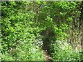 Footpath enter Mereworth Woods in ME18 5LT