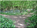 Footpath junction in Shipbourne Wood in TN11 9RH
