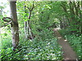 Footpath in Clearhedges Wood in TN11 9RG