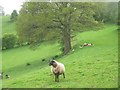 Sheep pasture above the Cheaton Brook in HR6 0ER