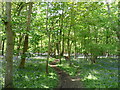 Path through the bluebells in RG27 0LX