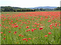 Poppy Field in SY3 0AY