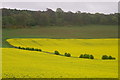 Oilseed rape near Oathlaw in DD8 3PT