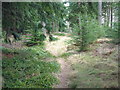 Forest track near Coultra Hill in DD6 8SE