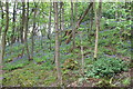 Bluebells on Abbey Craig in FK9 5QN