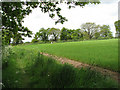 Footpath to Church Road in Itteringham