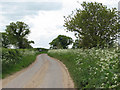 Cow parsley flowering in abundance in Itteringham