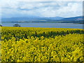 Oilseed rape field near Blackhill. in IV19 1QW