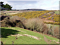 Gorse blooming near Boskennal Mill in TR20 8AR