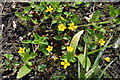 Yellow Pimpernel, Coed Arthur - Llancarfan in Llancarfan Community