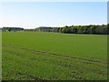 Looking westwards from Westfield Farm in EH52 6QJ