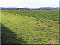 Looking across fields towards Bradmore in Bradmore
