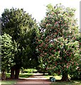 Path through the trees in Albert Park in OX14 3HL