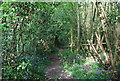 Bluebells by the footpath through High Wood in TN3 9AD