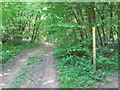 Footpath and Trot in Bank Wood in TN27 0HL