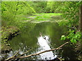Pond in Farningham Woods in DA4 9JH