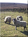 Sheep off Buckstone Lane in BD20 7BD