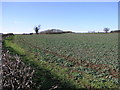 Field and Copse in S81 8QP