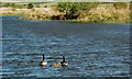 Canada Geese at Tarbolton Fishery in KA5 5QS