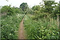 Footpath alongside the disused Alderman canal in IP1 1AA