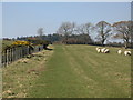 Hadrian's Wall Path north of Portgate Farm in NE45 5QB
