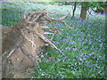 fallen tree and bluebells Steppingley Copse in Steppingley