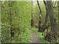 Path next to the Nutbook Trail in DE7 6HX