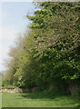 Trees beside footpath to the north east of Merthyr Mawr in CF31 5EN