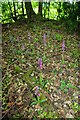 Moat Wood Orchid Patch in CM3 1NP
