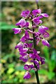 Early Purple Orchid in CM3 1NP