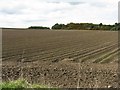 Potato field near Craigbrae in EH29 9EQ