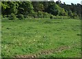 Farmland off Common Lane in ST21 6SH