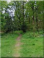 Footpath in Wyre Forest in DY12 3AQ