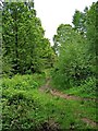 Start of side path in Wyre Forest in DY12 3AQ