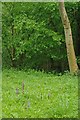 Orchids in an Oxlip Wood in CB10 2SA