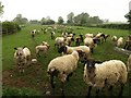 Assertive sheep at Stocklinch in TA19 9JL