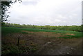 Cereal field north of Horns Lodge in TN11 9NS
