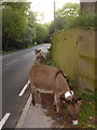 Burley: four roadside donkeys in BH24 4BZ