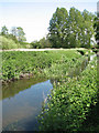 Tall poplars growing by stream in NR20 4BH