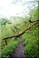 Footpath out of Bradford Dale in DE45 1LS