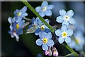 Forget-me-nots in CB10 2XT