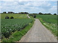 Track to Newhouse Farm in Sheppey East Ward