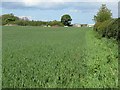 Barley field at Gortonlee in EH24 9BH