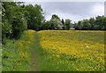 Buttercups on the East Deane Way in TA3 7LN