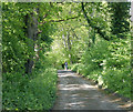 2009 : Walking the dog in Cheverell Wood in SN10 5UR