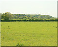 2009 : Field with buttercups near Great Cheverell in SN10 5UT