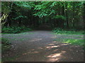 Footpath in Church Wood in TN15 6DS